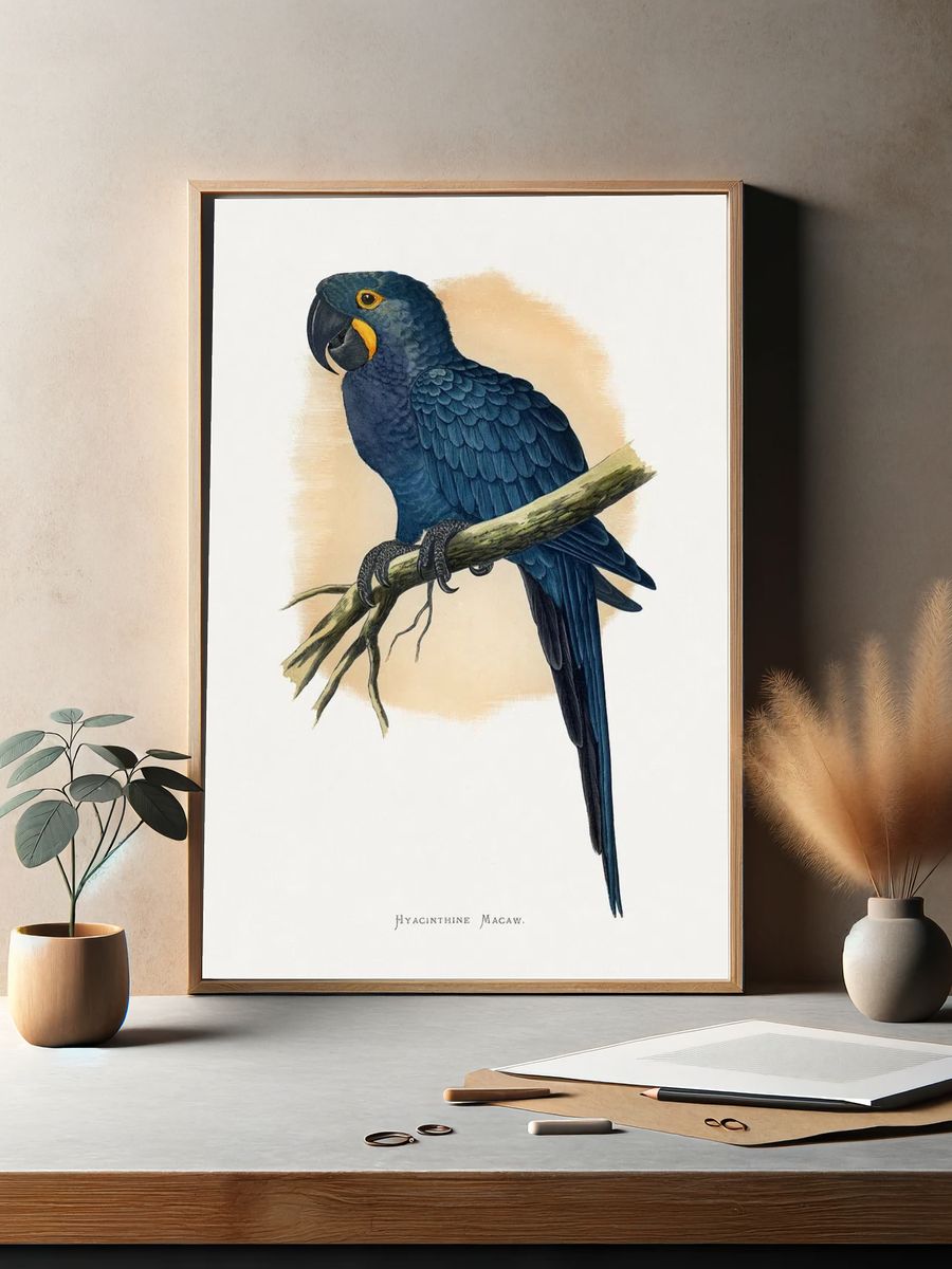 Hyacinth Macaw Vintage Illustration Poster. — room view 2