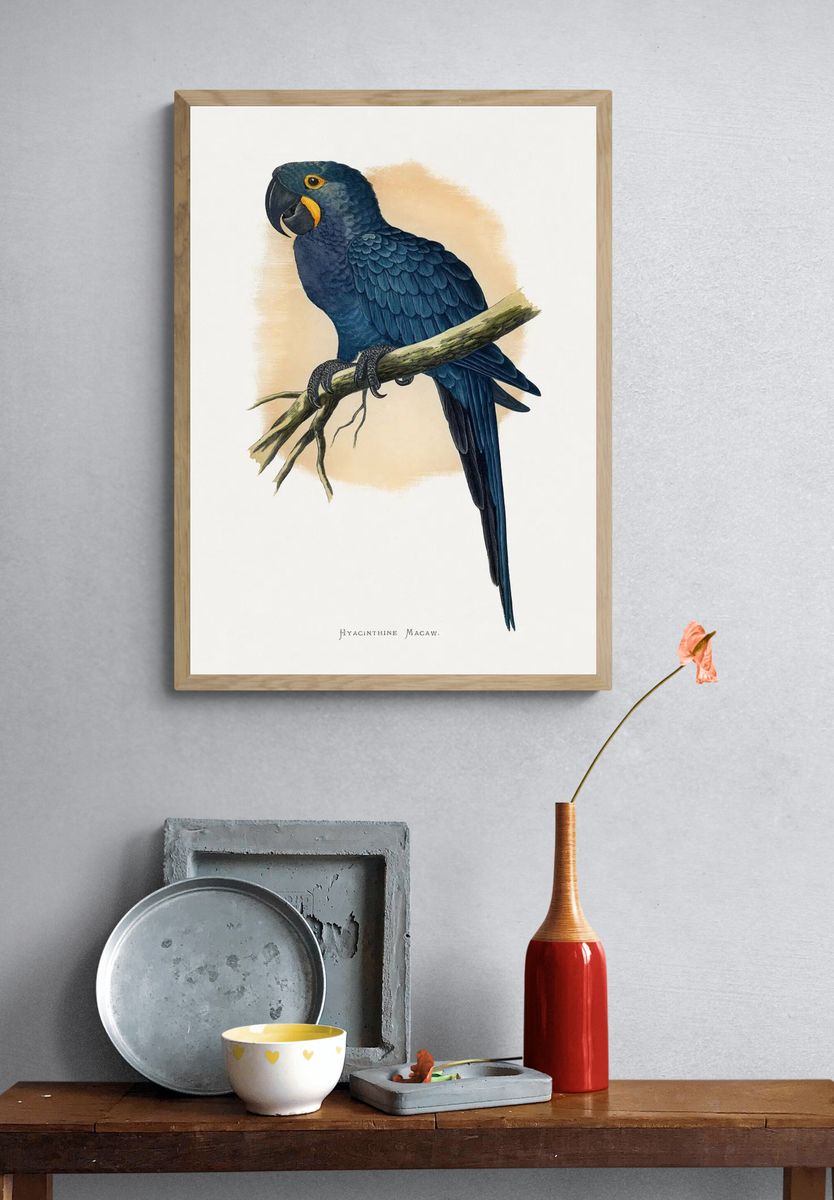 Hyacinth Macaw Vintage Illustration Poster. — room view 3
