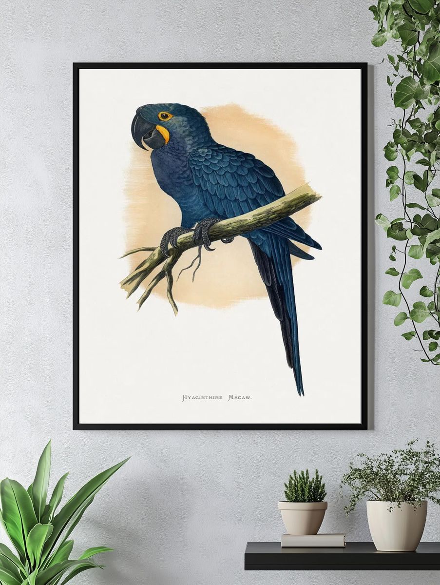 Hyacinth Macaw Vintage Illustration Poster. — room view 4