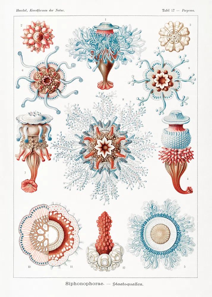 Siphonophorae–Staatsquallen Kunstformen der Natur (1904). poster detail