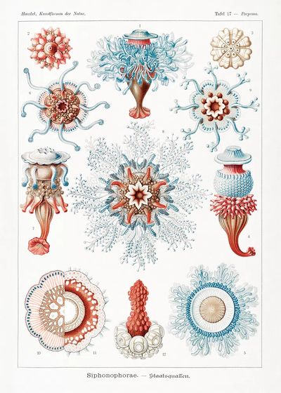 Siphonophorae–Staatsquallen Kunstformen der Natur (1904). poster