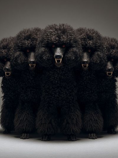 Cerberus Poodle Illustration Poster.