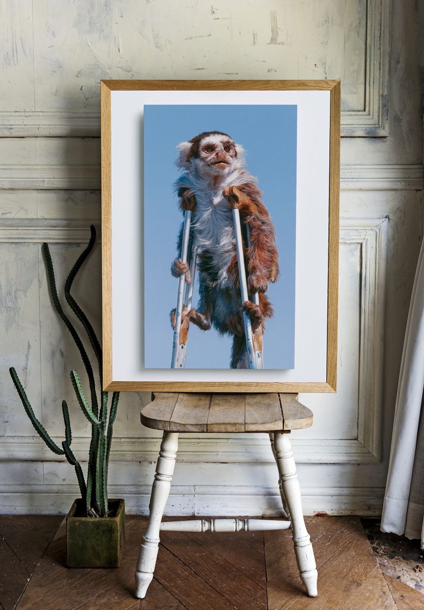 Monkey on Crutches Illustration Poster. room preview