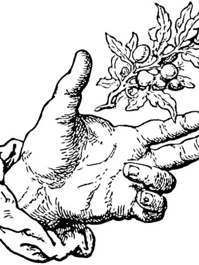 Hand with Olive Branch Ink Print. poster