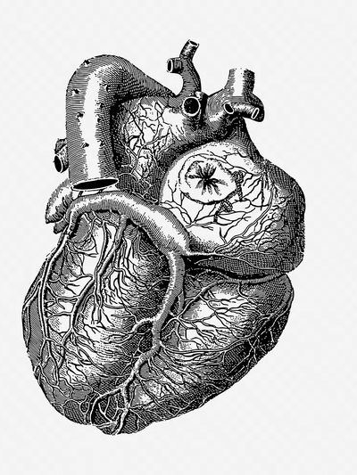 Realistic heart drawing, medical vintage.