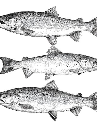 Salmon Study Illustration Poster.