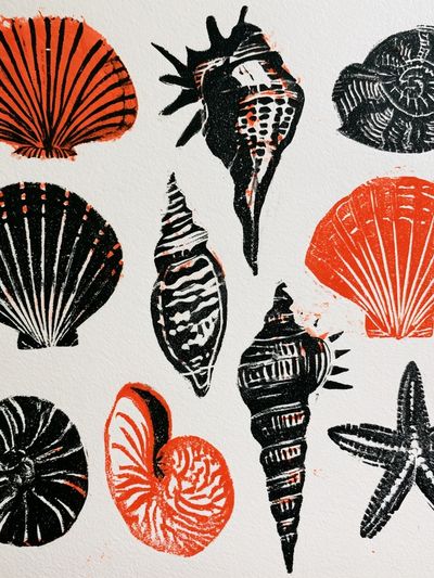 Seashell Study Illustration Poster.