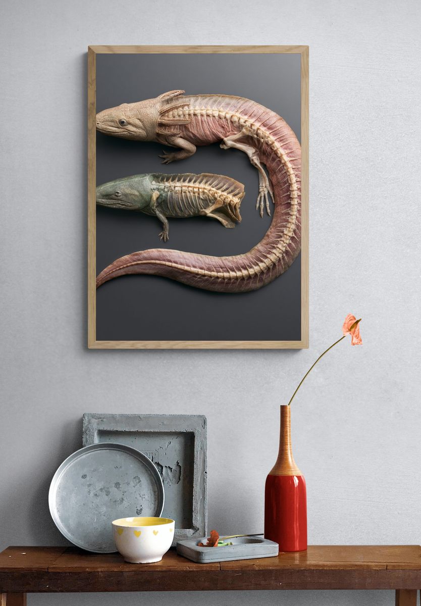 Amphibian Anatomy Illustration Poster. — room view 3
