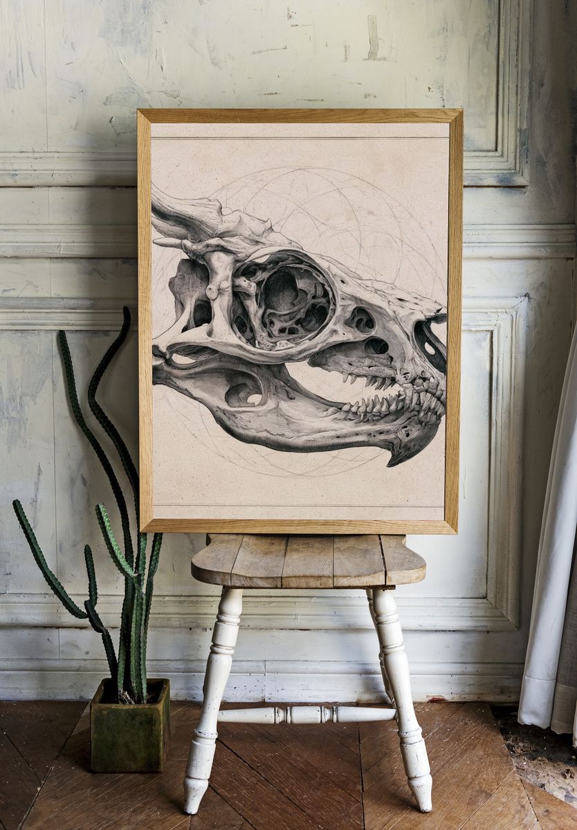 Triceratops Skull Illustration Poster. — room view 1