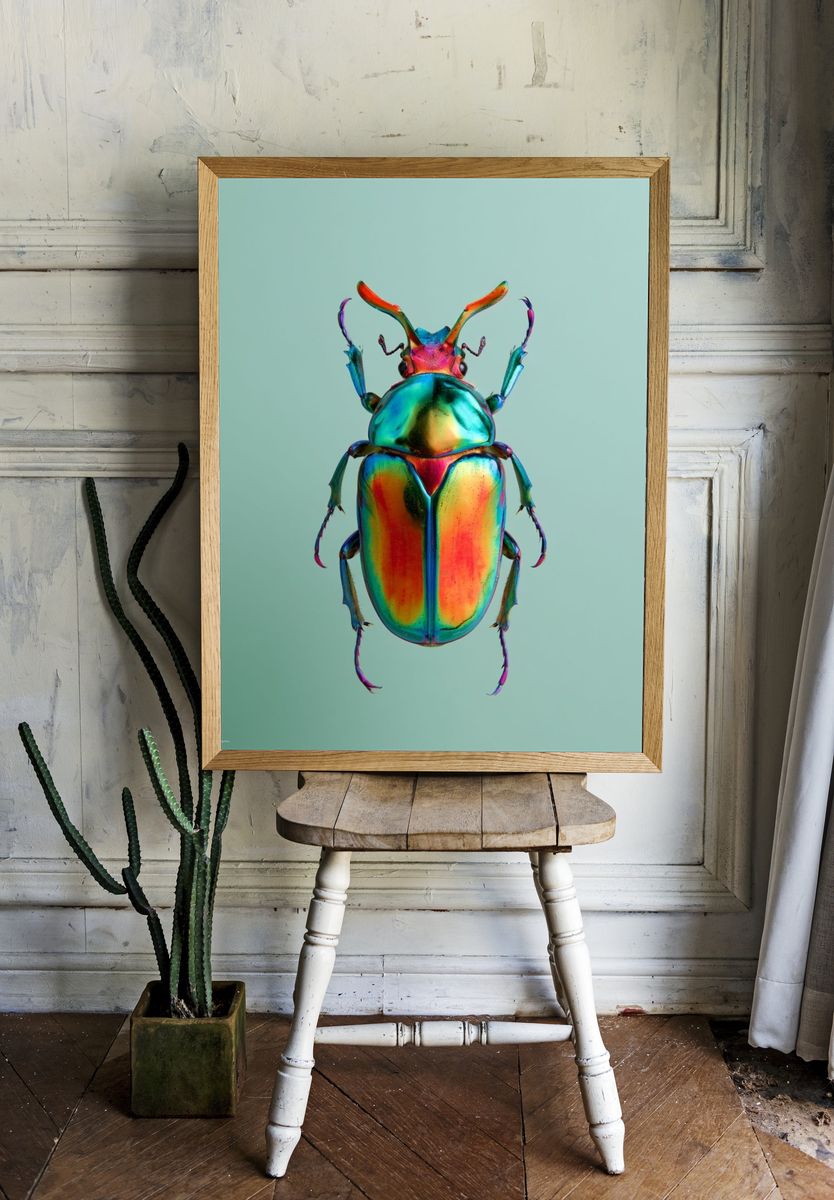 Rainbow Beetle Illustration Poster. room preview