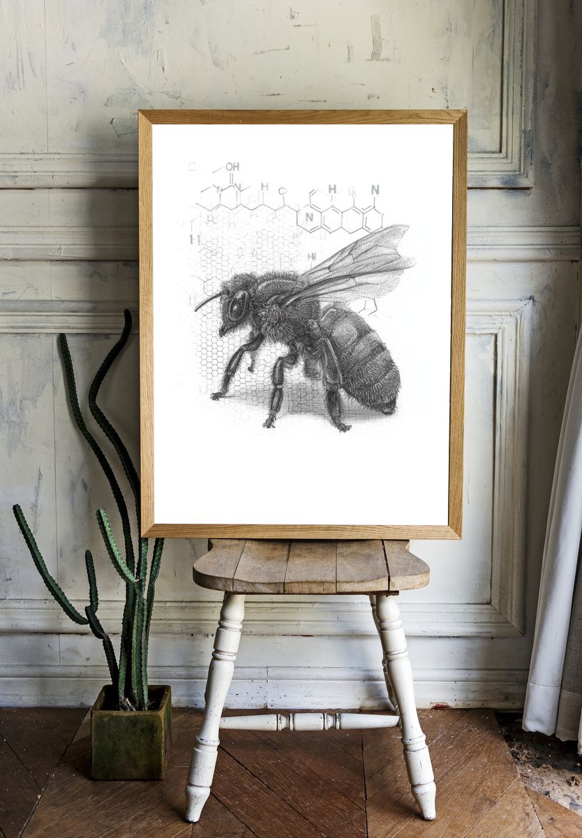 Honey Bee Scientific Illustration Poster. — room view 1