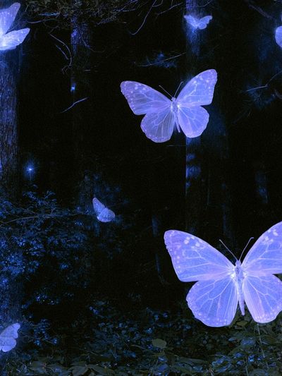 Glowing Butterflies in Forest Print. poster