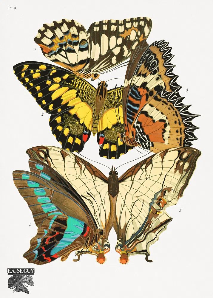 Butterfly Study Vintage Print. poster detail