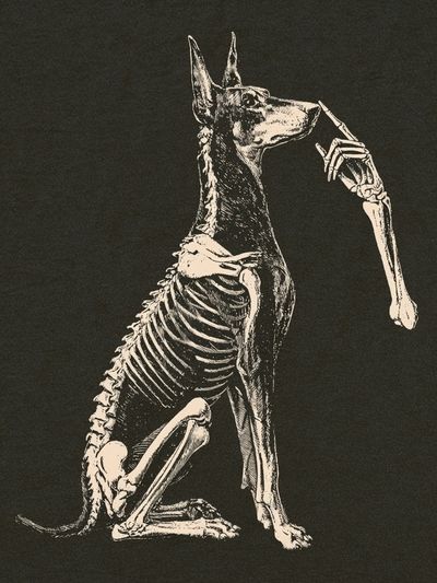 Anatomical Dog Skeleton Illustration Poster.