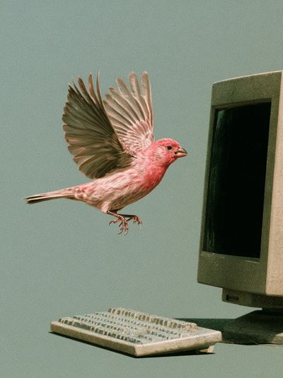 Pink Bird Computer Surrealism Print.