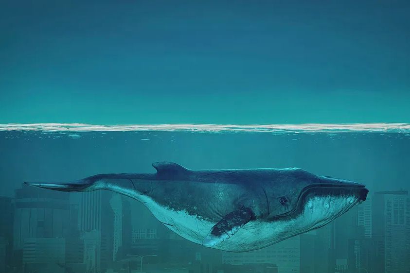 Whale wallpaper desktop, animal illustration. poster detail