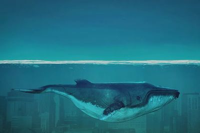 Whale wallpaper desktop, animal illustration. poster