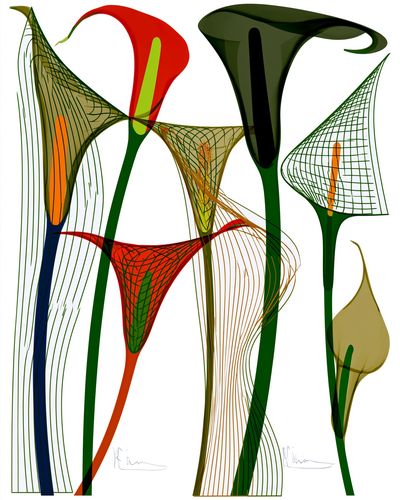 Abstract Floral Line Art Poster. poster