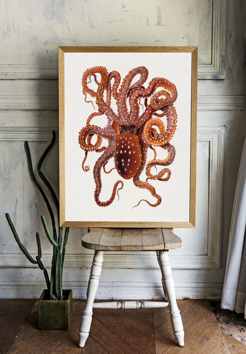 Callistoctopus macropus (White-spotted Octopus) Mediterranean. room preview