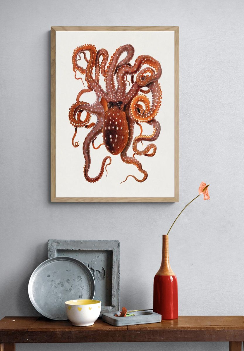Callistoctopus macropus (White-spotted Octopus) Mediterranean. — room view 3
