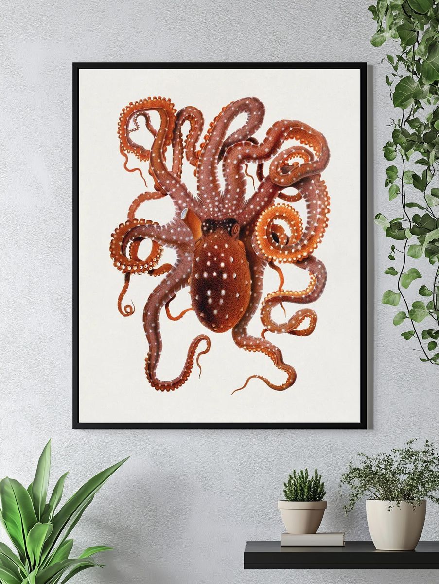 Callistoctopus macropus (White-spotted Octopus) Mediterranean. — room view 4