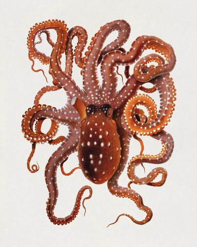 Callistoctopus macropus (White-spotted Octopus) Mediterranean.