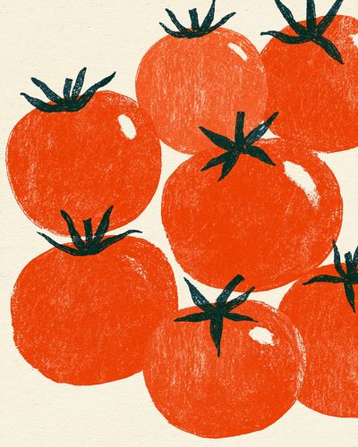 Tomato Harvest Illustration Poster.