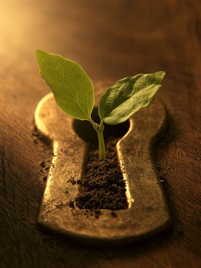 Keyhole Seedling Illustration Poster.