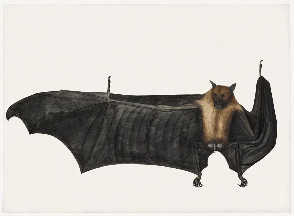 Great Indian Fruit Bat (ca. 1777–1782). poster detail
