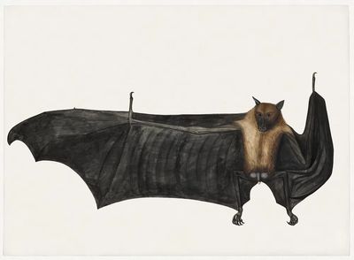 Great Indian Fruit Bat (ca. 1777–1782). poster