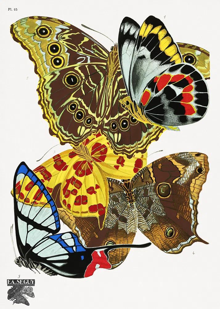 Butterfly Study Illustration Poster. poster — illustration art