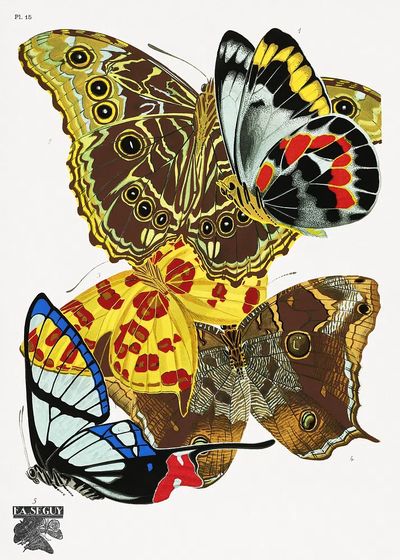 Butterfly Study Illustration Poster. poster