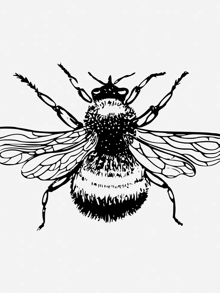 Bumblebee drawing, vintage insect illustration. poster — illustration art