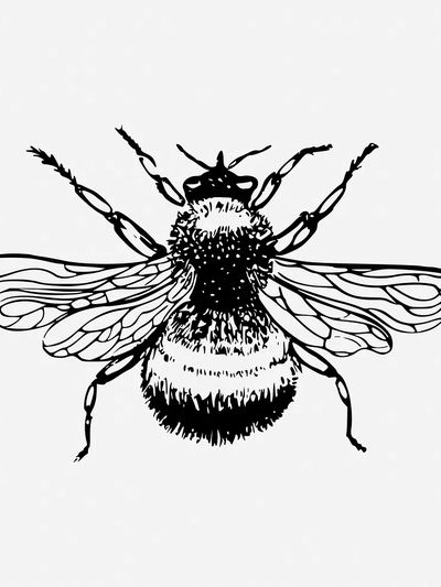 Bumblebee drawing, vintage insect illustration.