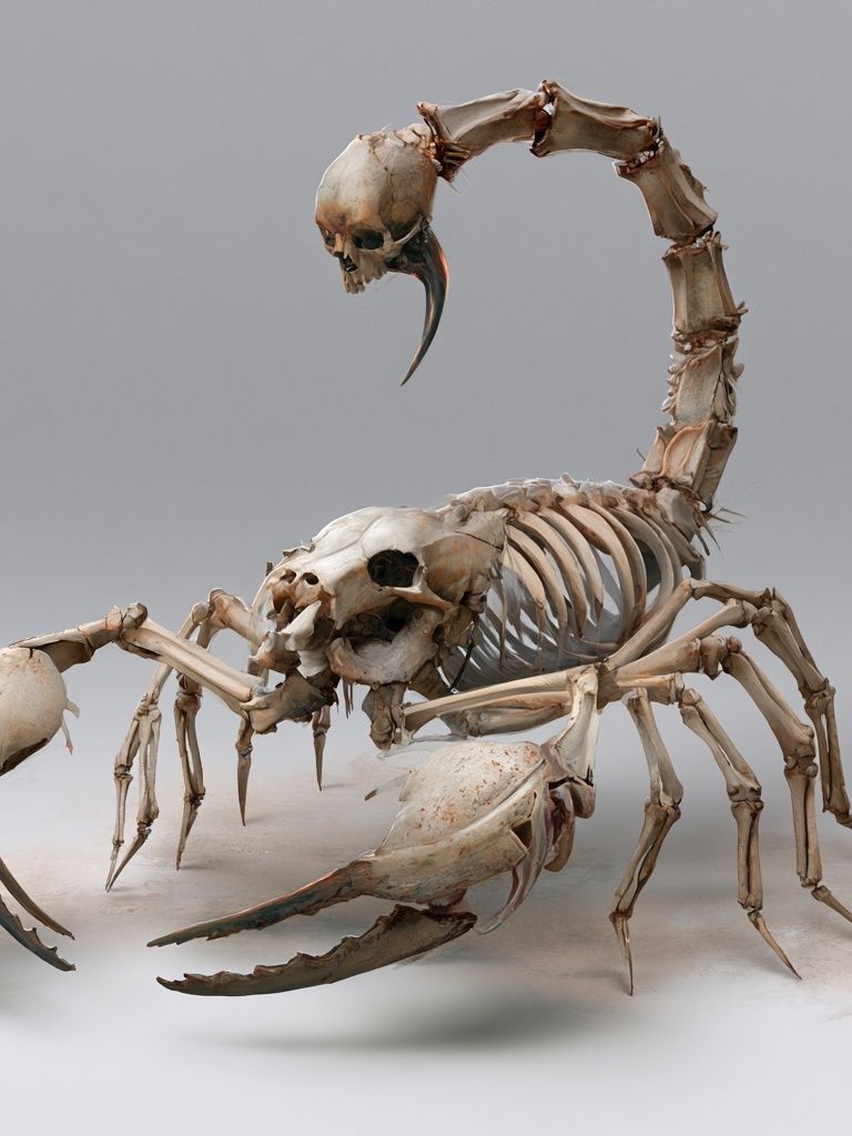 Bone Scorpion Surrealism Print. poster detail