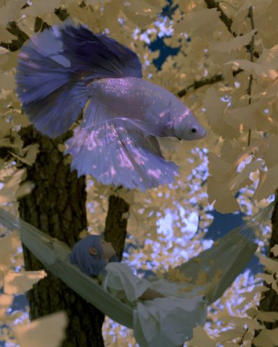 Dreamy Betta Fish Illustration Poster.