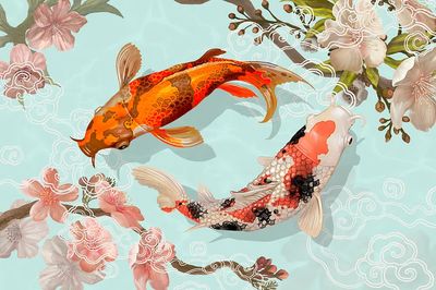 Two Japanese Koi fish swimming.