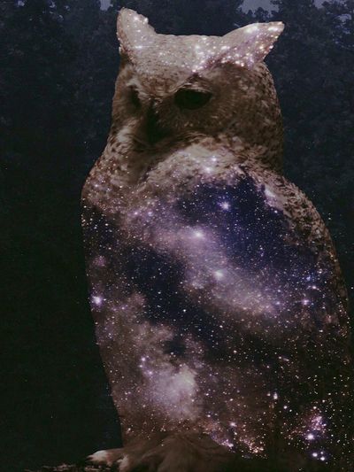 Cosmic Owl Illustration Poster. poster