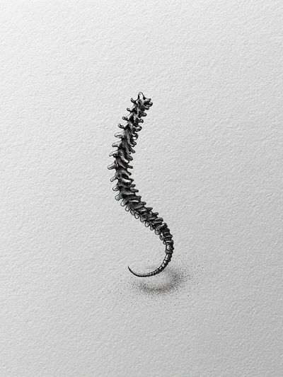 Spine Ink Illustration Poster. poster