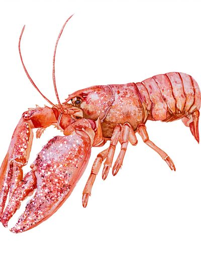 Pink Lobster Watercolor Print.