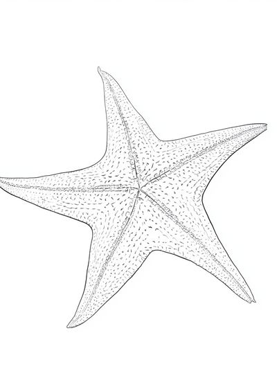 Starfish Line Art Print. poster print