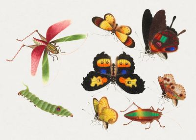 Colorful Insects Illustration Poster. poster print