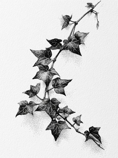 Ivy Leaves — Line Art Print. poster print