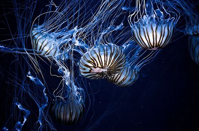 Jellyfish swimming.