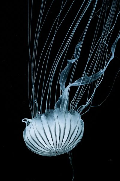Jellyfish — Black and White Print. poster print