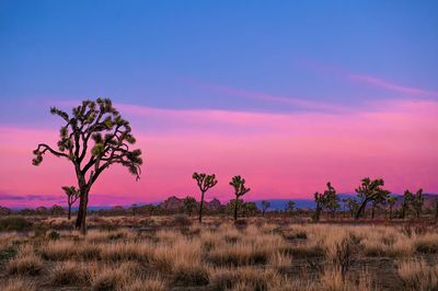 Joshua Tree Sunset Poster.