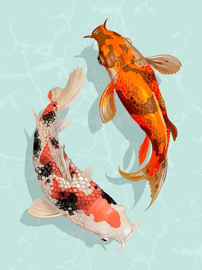 Two Japanese Koi fish swimming. poster print