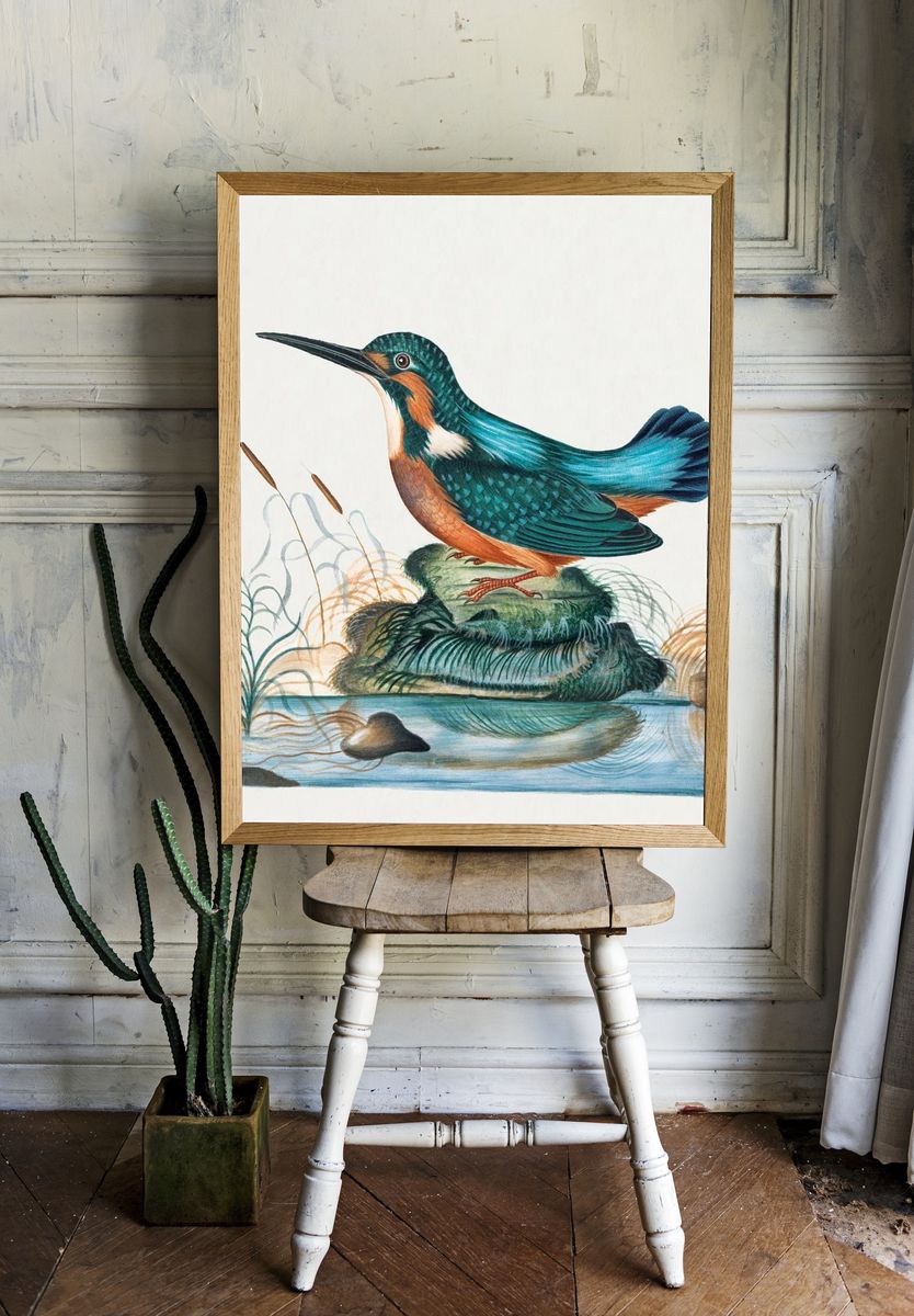 Common Kingfisher natural history cabinet. room preview