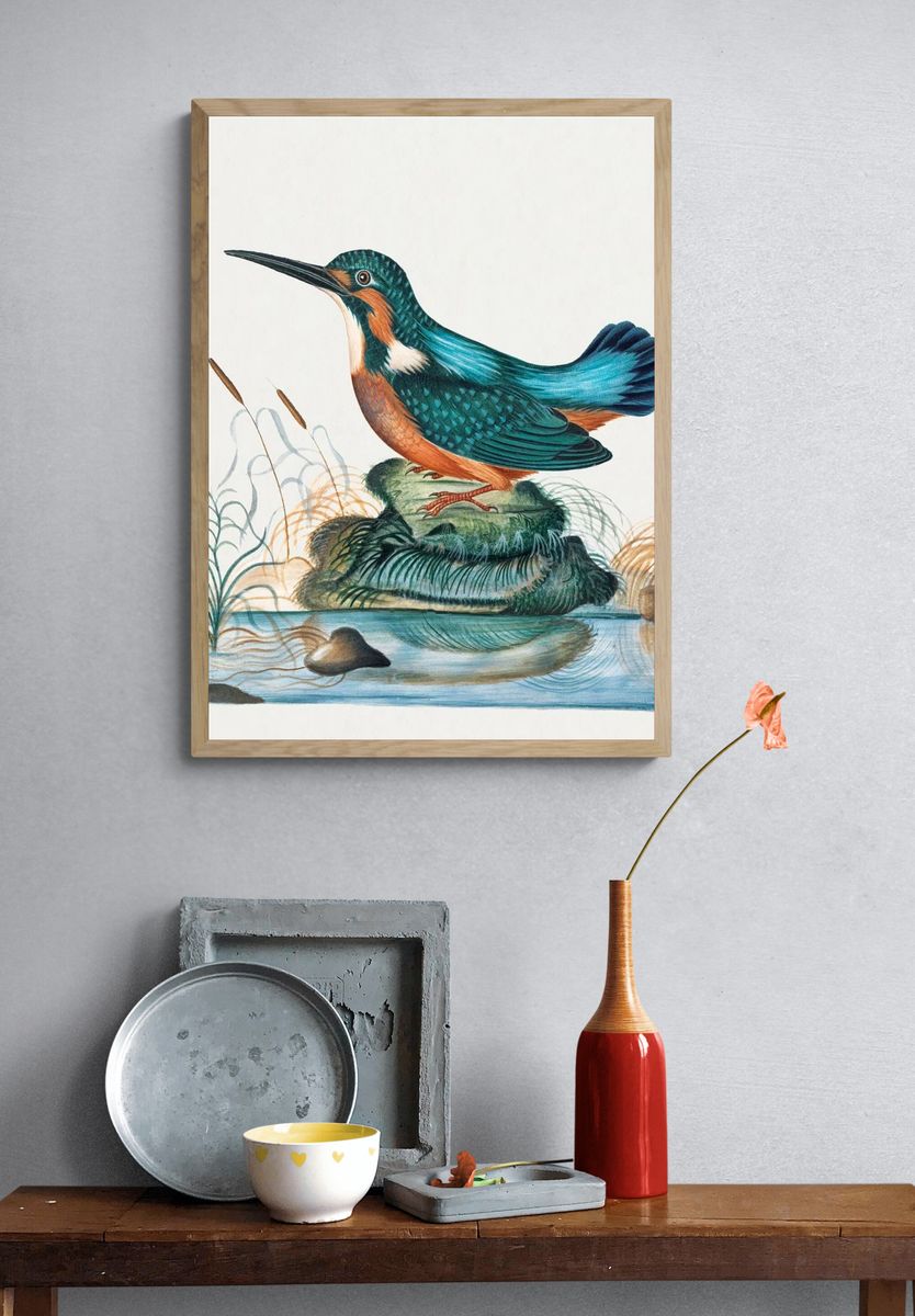 Common Kingfisher natural history cabinet. — room view 3