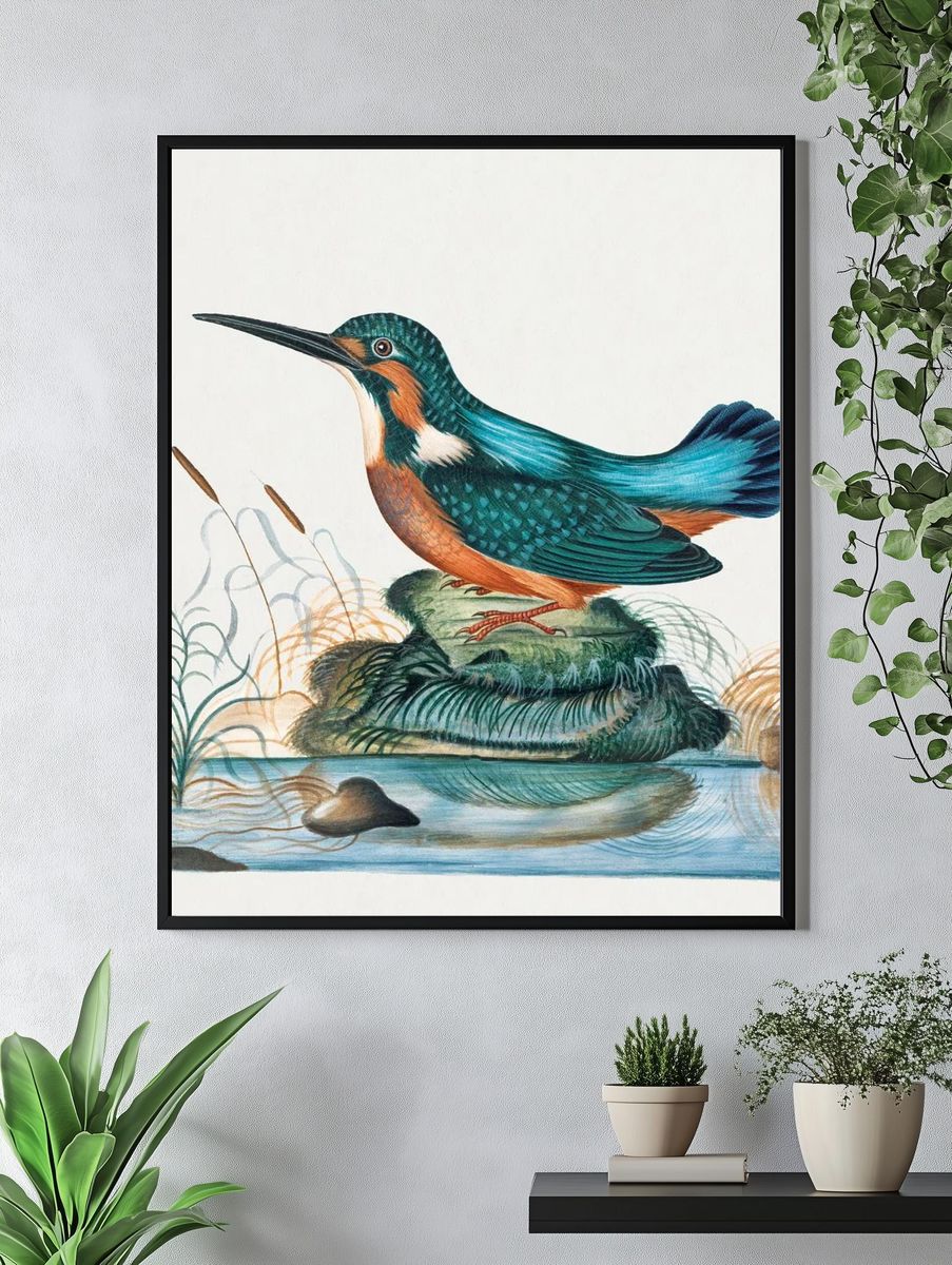 Common Kingfisher natural history cabinet. — room view 4